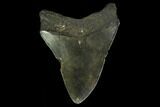 Fossil Megalodon Tooth - North Carolina #131591-2